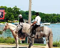 flashy-gypsy-vanner-horse