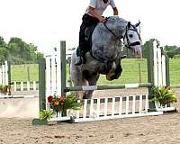 parade-gypsy-vanner-horse