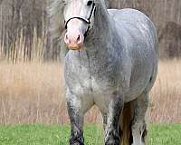 performance-gypsy-vanner-horse