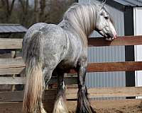 show-gypsy-vanner-horse