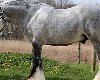 show-hack-gypsy-vanner-horse