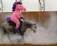 trail-gypsy-vanner-horse