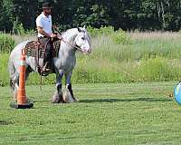 trail-riding-gypsy-vanner-horse