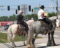 grey-gypsy-vanner-gelding