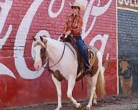 flashy-paint-horse