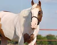 ranch-work-paint-horse