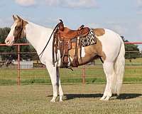 reining-paint-horse