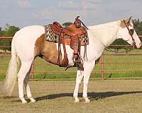 roping-paint-horse