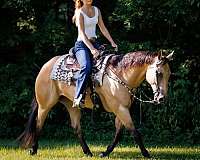 athletic-quarter-horse