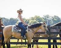 kid-safe-quarter-horse