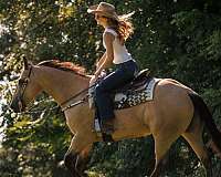 parade-quarter-horse