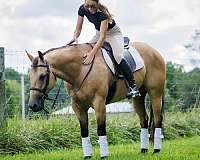 performance-quarter-horse