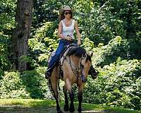 ranch-quarter-horse
