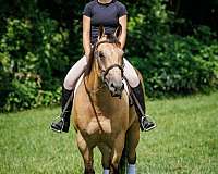 ridden-english-quarter-horse
