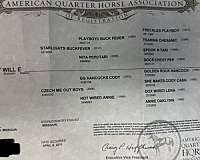 ridden-western-quarter-horse