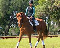 athletic-draft-horse
