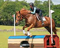 cross-draft-horse