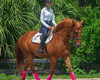 draft-horse