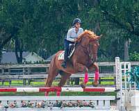 flashy-draft-horse