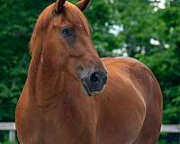 jumping-draft-horse