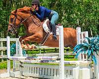parade-draft-horse