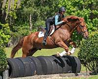 performance-draft-horse