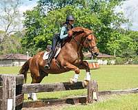 ridden-english-draft-horse