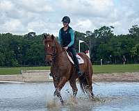 ridden-western-draft-horse