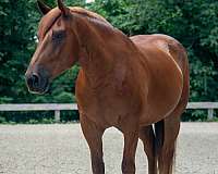 show-draft-horse