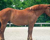 show-hack-draft-horse