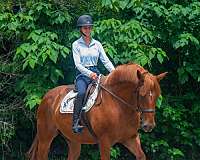 trail-draft-horse