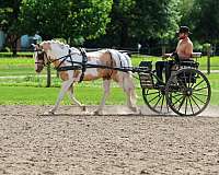cross-welsh-pony