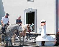 athletic-welsh-pony