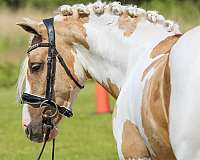 driving-welsh-pony