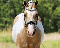 flashy-welsh-pony