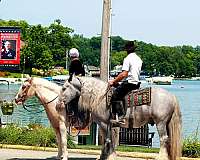 kid-safe-welsh-pony