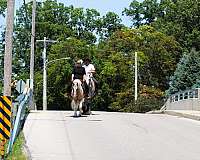 parade-welsh-pony