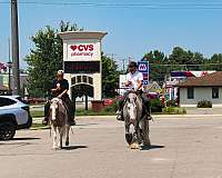 ridden-english-welsh-pony