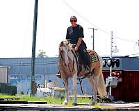ridden-western-welsh-pony