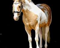 show-welsh-pony