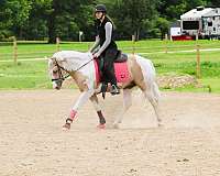 trail-welsh-pony