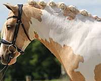 youth-welsh-pony
