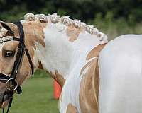 tobiano-welsh-pony-gelding