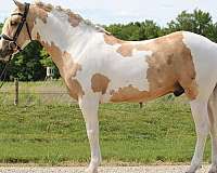 trail-riding-welsh-pony