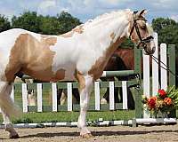 tobiano-all-around-pony