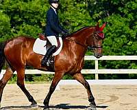 athletic-friesian-horse