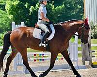 cross-friesian-horse