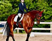 dressage-friesian-horse