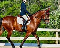 driving-friesian-horse