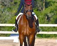 flashy-friesian-horse